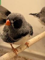 Junge Schau-Zebrafinken zu verkaufen