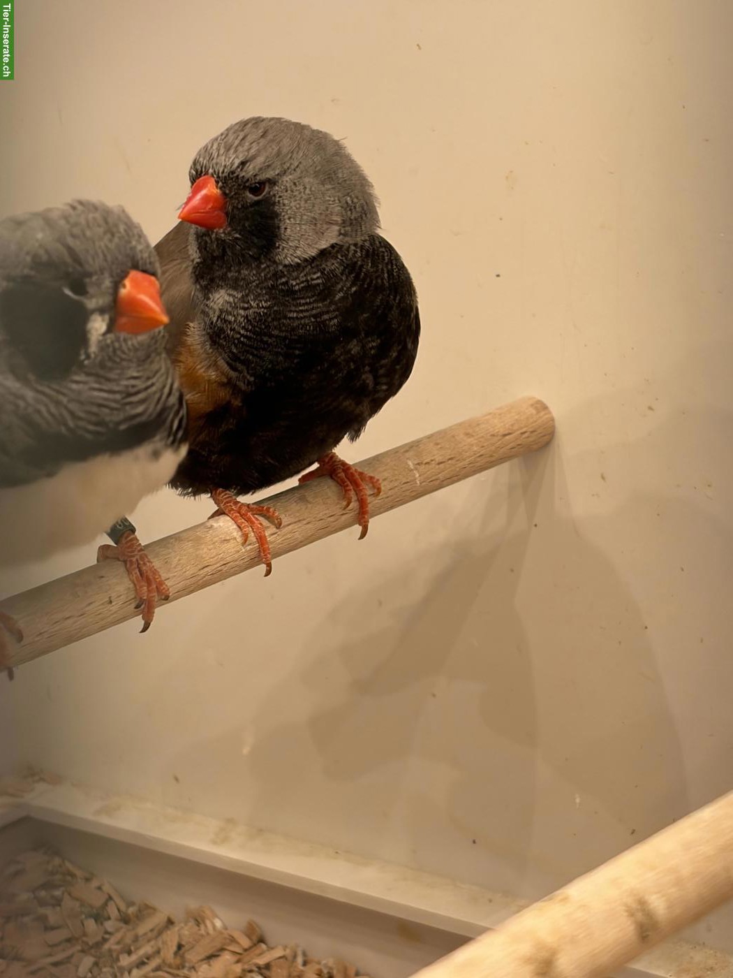 Bild 2: Junge Schau-Zebrafinken zu verkaufen