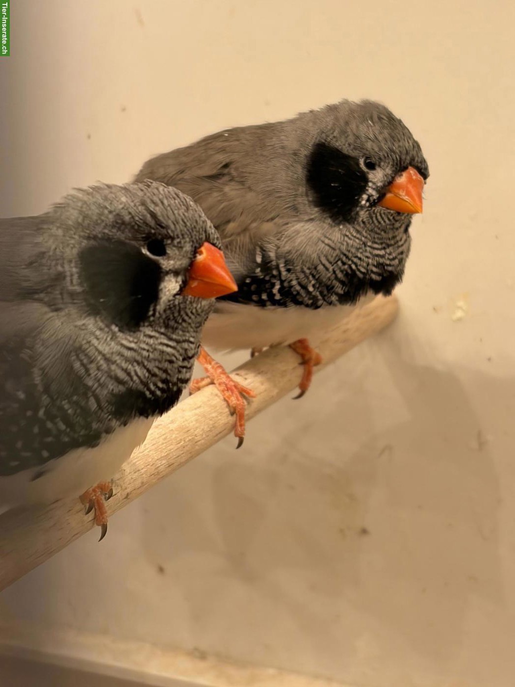 Bild 3: Junge Schau-Zebrafinken zu verkaufen