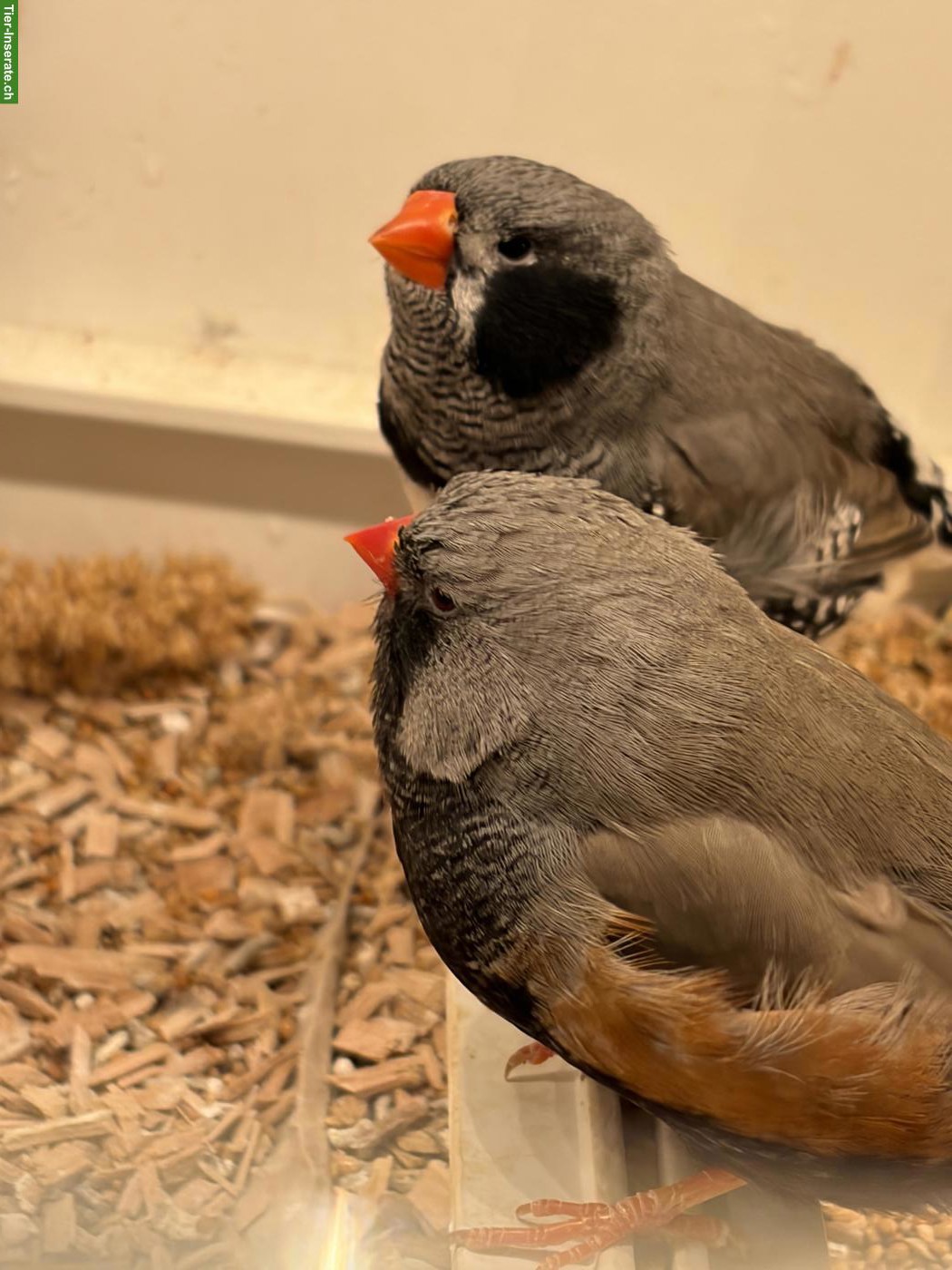 Bild 4: Junge Schau-Zebrafinken zu verkaufen