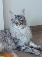 2 junge Maine Coon Katzen suchen gemeinsames Zuhause