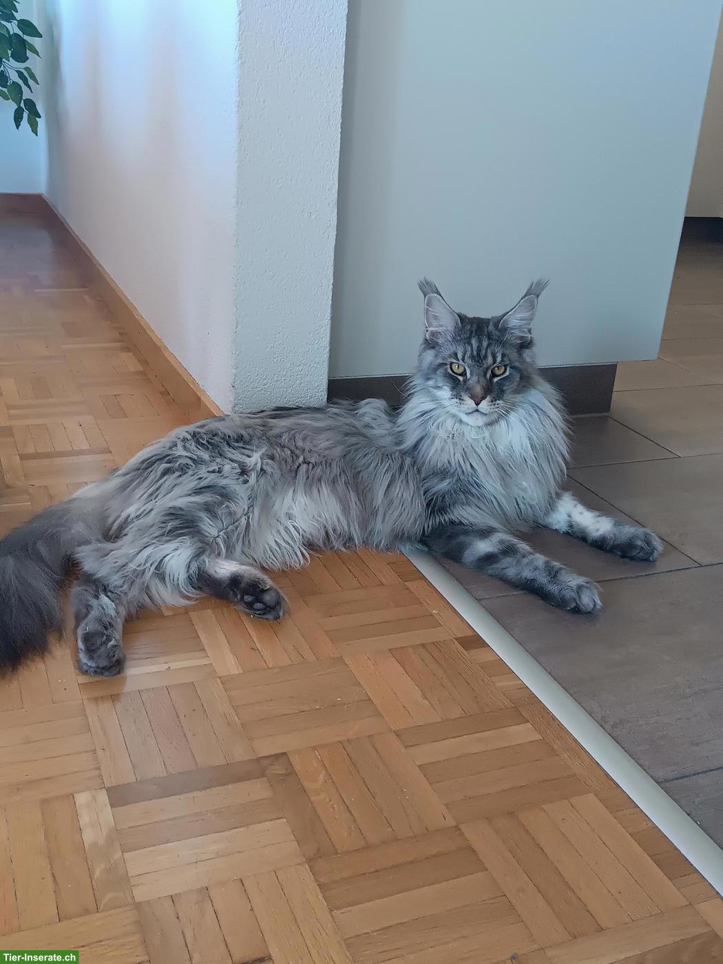 Bild 2: 2 junge Maine Coon Katzen suchen gemeinsames Zuhause