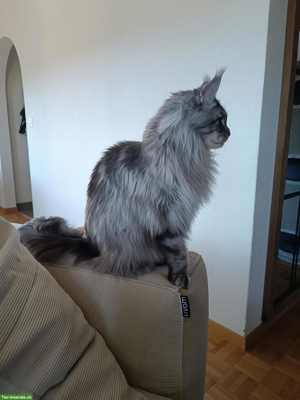 Bild 3: 2 junge Maine Coon Katzen suchen gemeinsames Zuhause