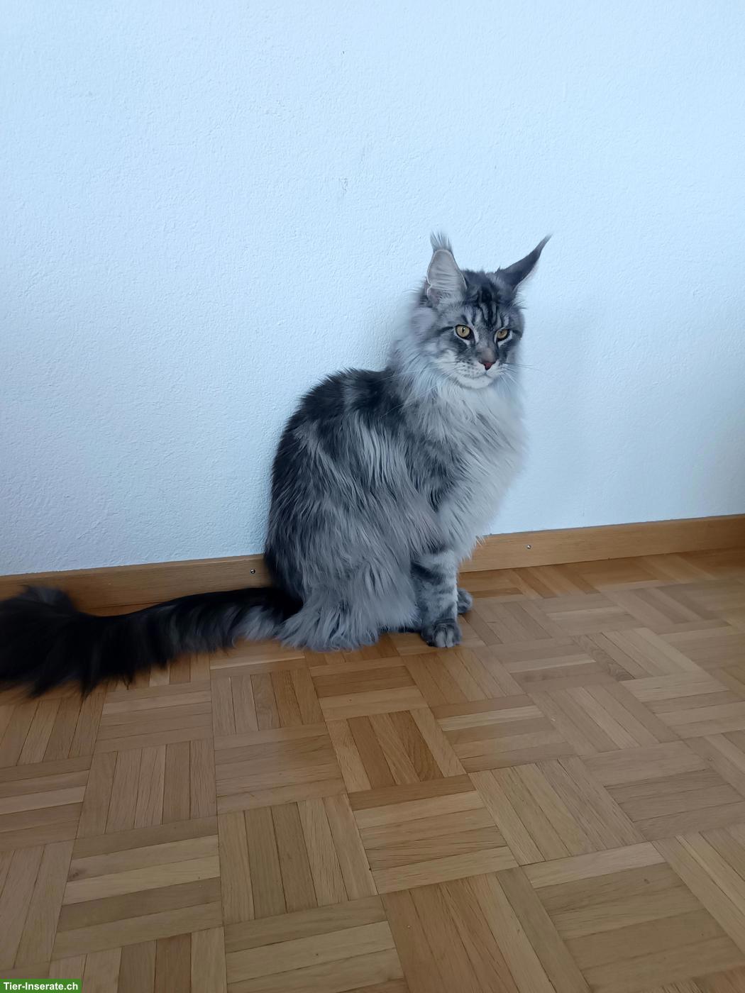 Bild 4: 2 junge Maine Coon Katzen suchen gemeinsames Zuhause