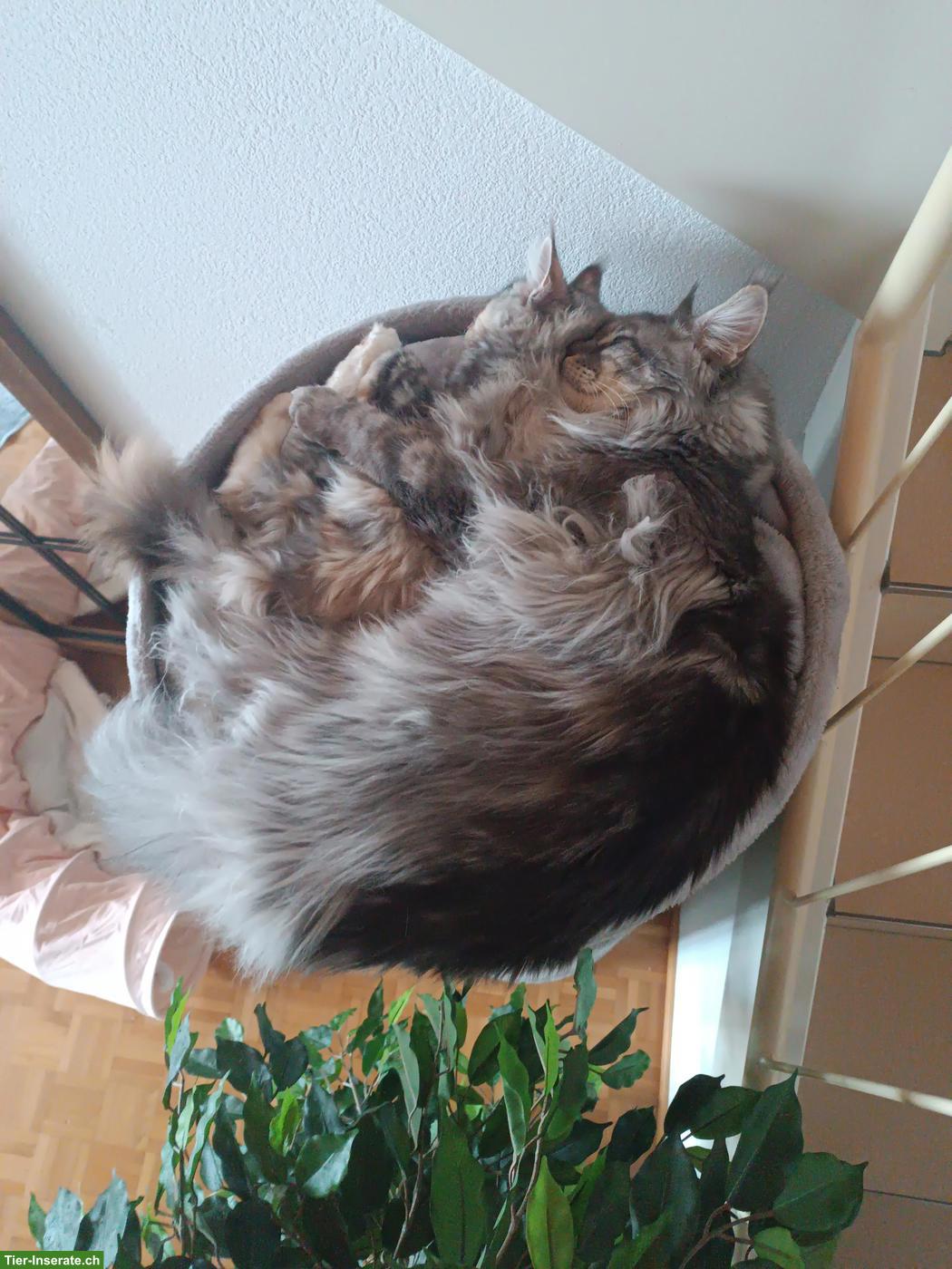 Bild 5: 2 junge Maine Coon Katzen suchen gemeinsames Zuhause