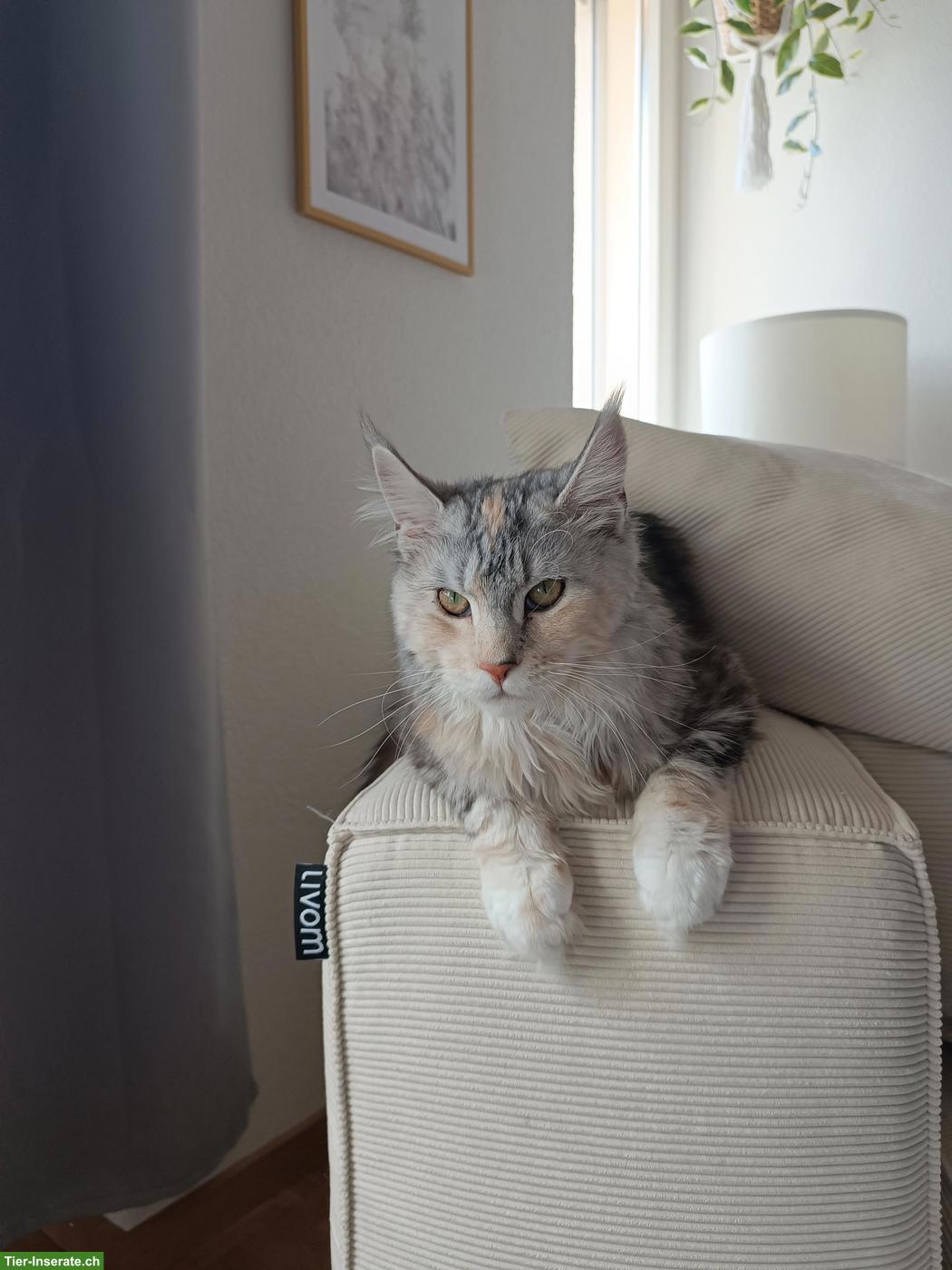 Bild 6: 2 junge Maine Coon Katzen suchen gemeinsames Zuhause