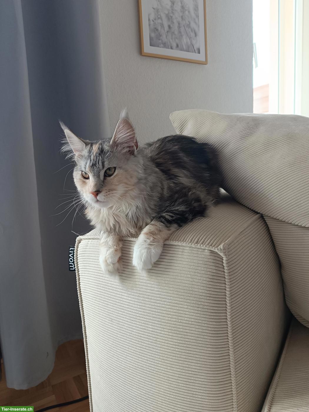 Bild 7: 2 junge Maine Coon Katzen suchen gemeinsames Zuhause