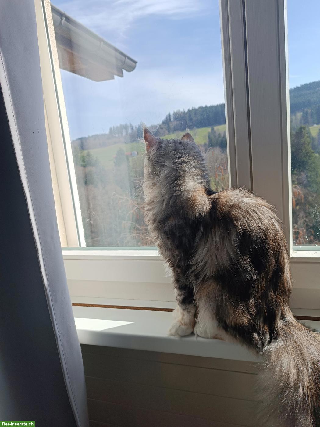 Bild 8: 2 junge Maine Coon Katzen suchen gemeinsames Zuhause