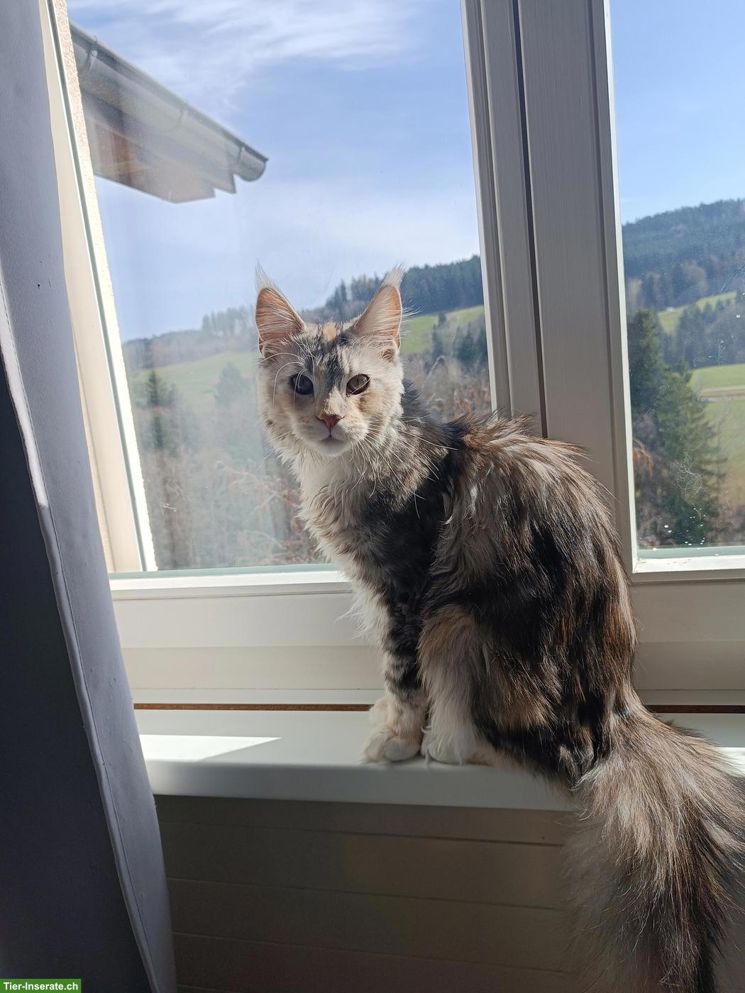 Bild 9: 2 junge Maine Coon Katzen suchen gemeinsames Zuhause