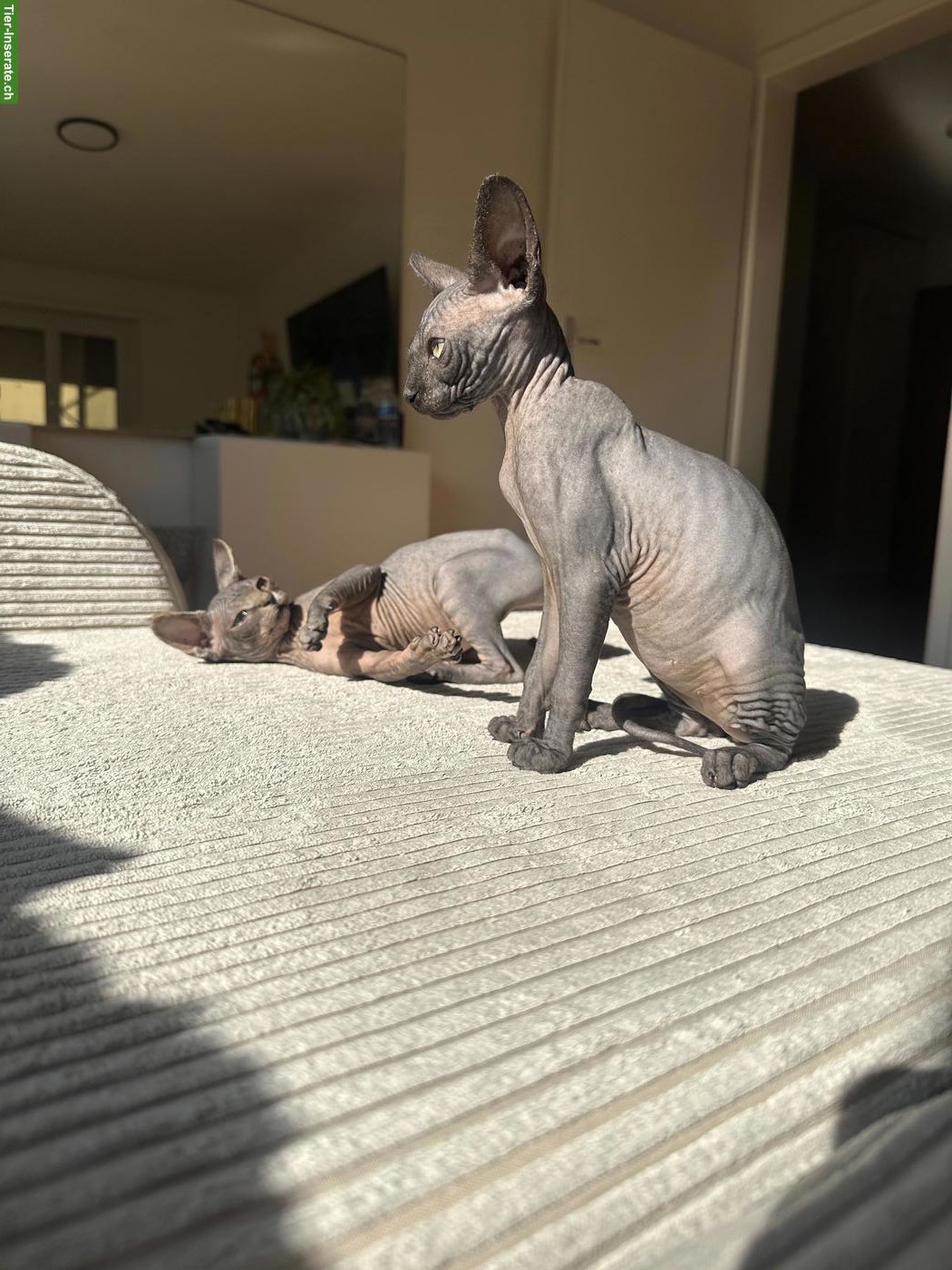 Sphynx Kätzchen suchen ein liebes Zuhause