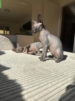 Sphynx Kätzchen suchen ein liebes Zuhause