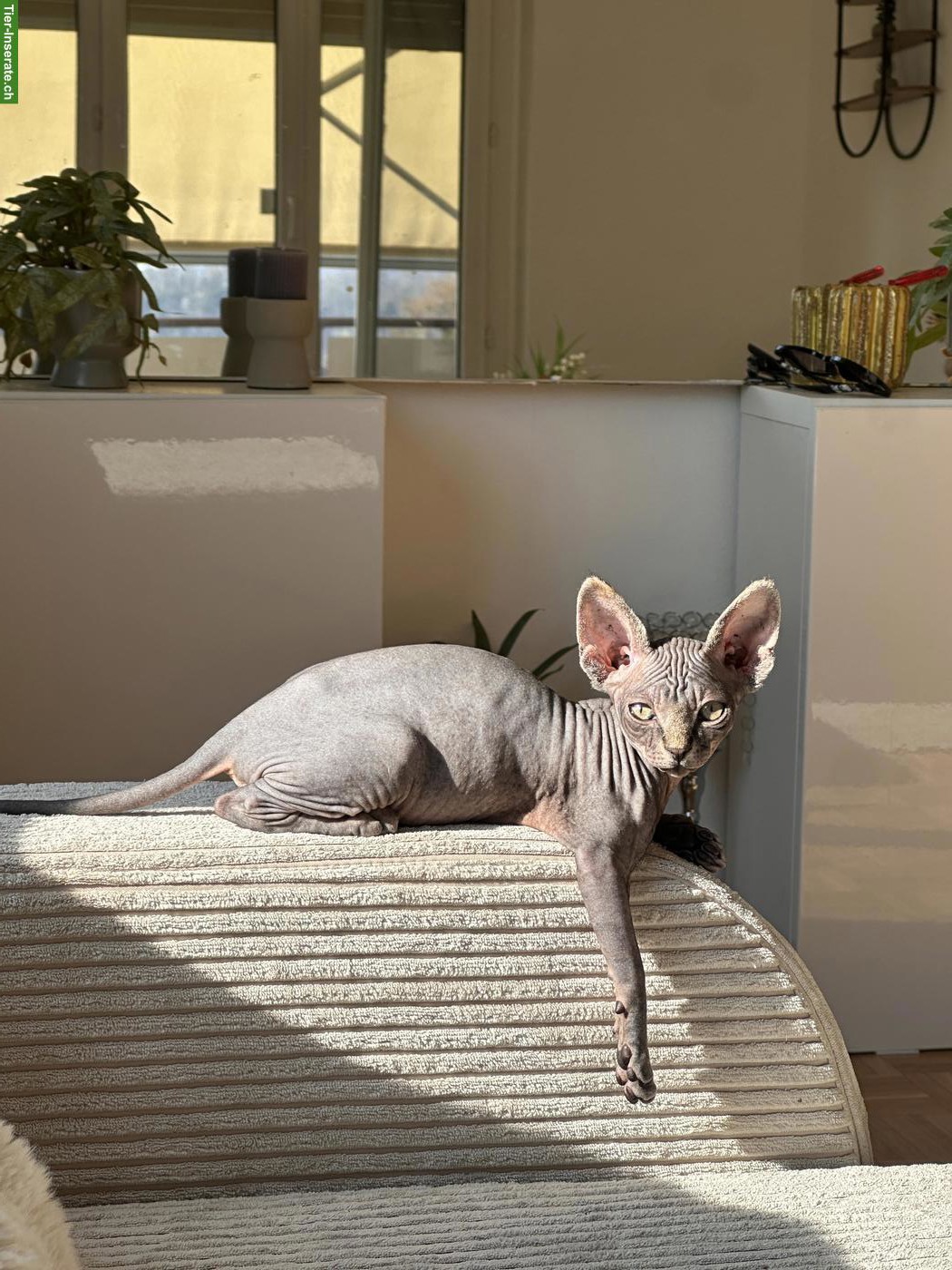 Bild 3: Sphynx Kätzchen suchen ein liebes Zuhause