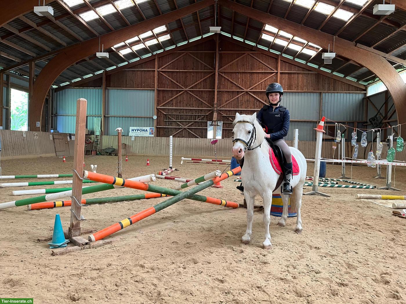 Bild 2: 3 Traumponys mit viel Erfahrung, gut geritten, top im Umgang!