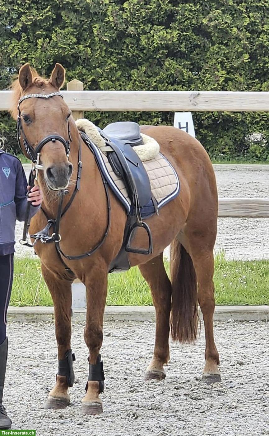 Bild 3: 3 Traumponys mit viel Erfahrung, gut geritten, top im Umgang!