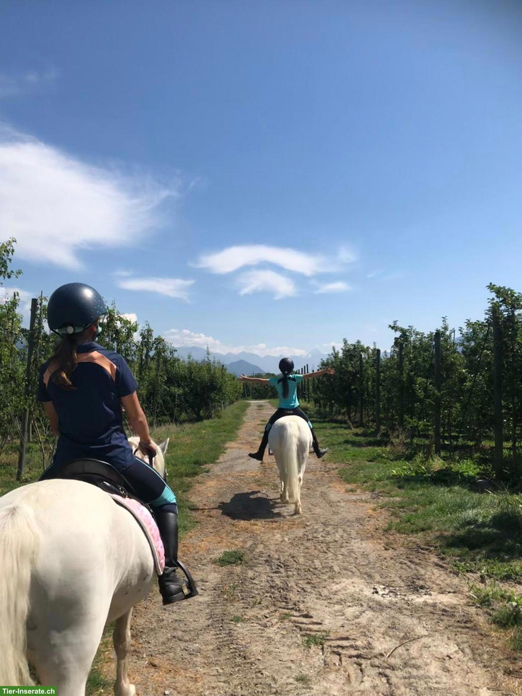 Bild 4: 3 Traumponys mit viel Erfahrung, gut geritten, top im Umgang!