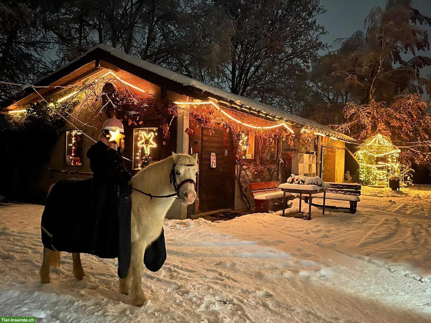 Bild 5: 3 Traumponys mit viel Erfahrung, gut geritten, top im Umgang!
