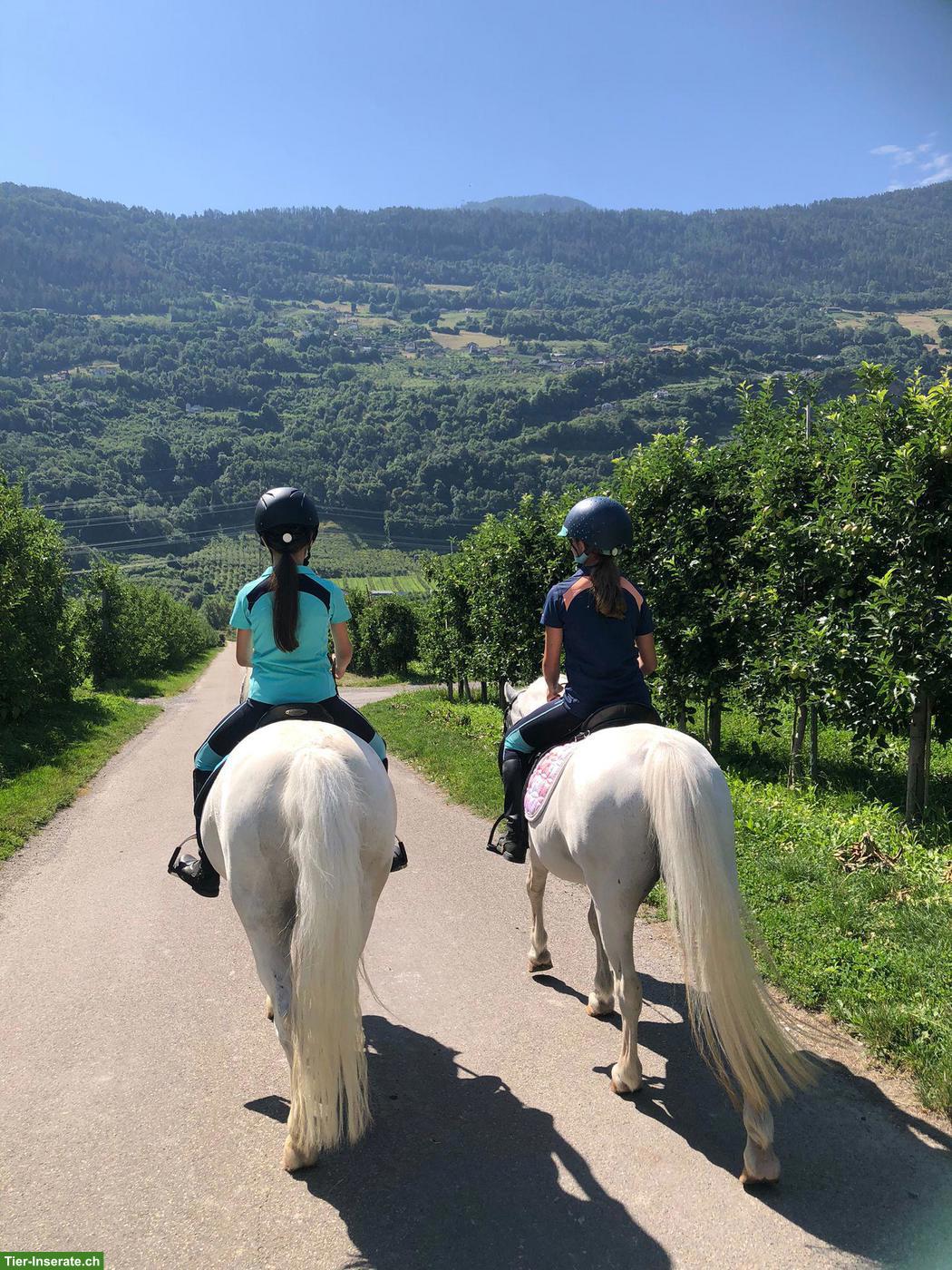 Bild 6: 3 Traumponys mit viel Erfahrung, gut geritten, top im Umgang!