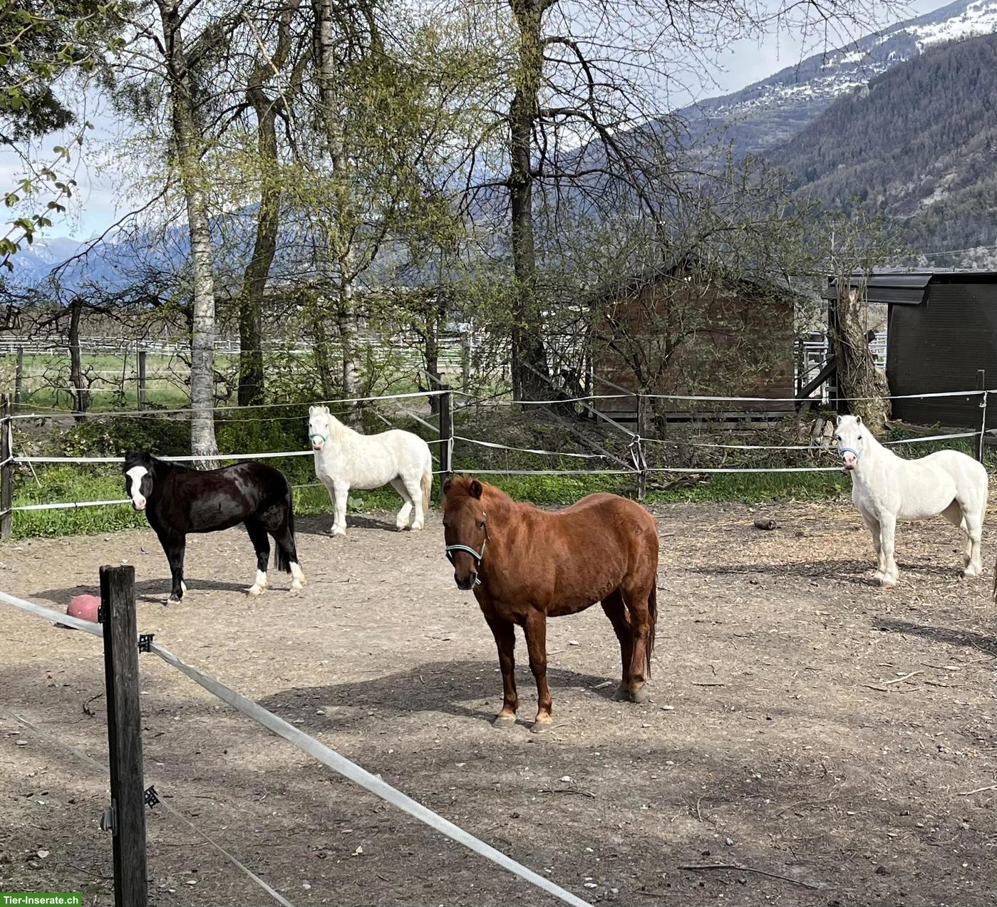 Bild 7: 3 Traumponys mit viel Erfahrung, gut geritten, top im Umgang!