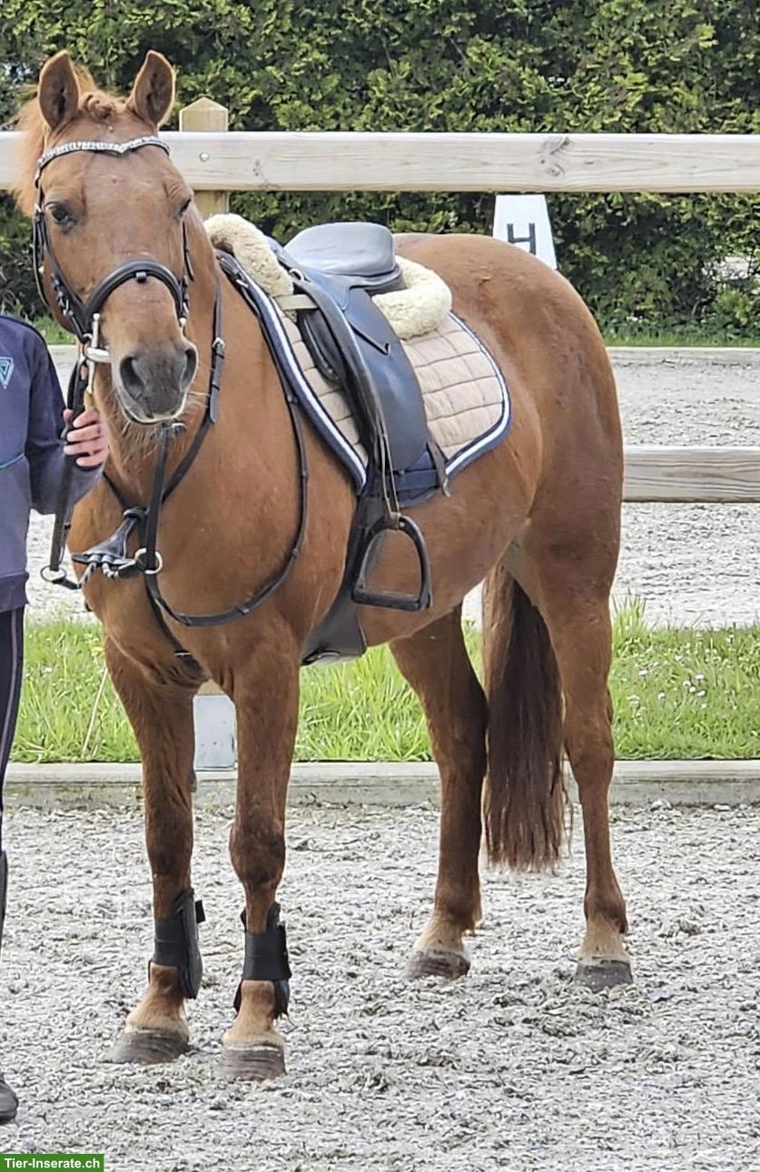 Bild 8: Traumpony mit viel Erfahrung, top unter dem Sattel