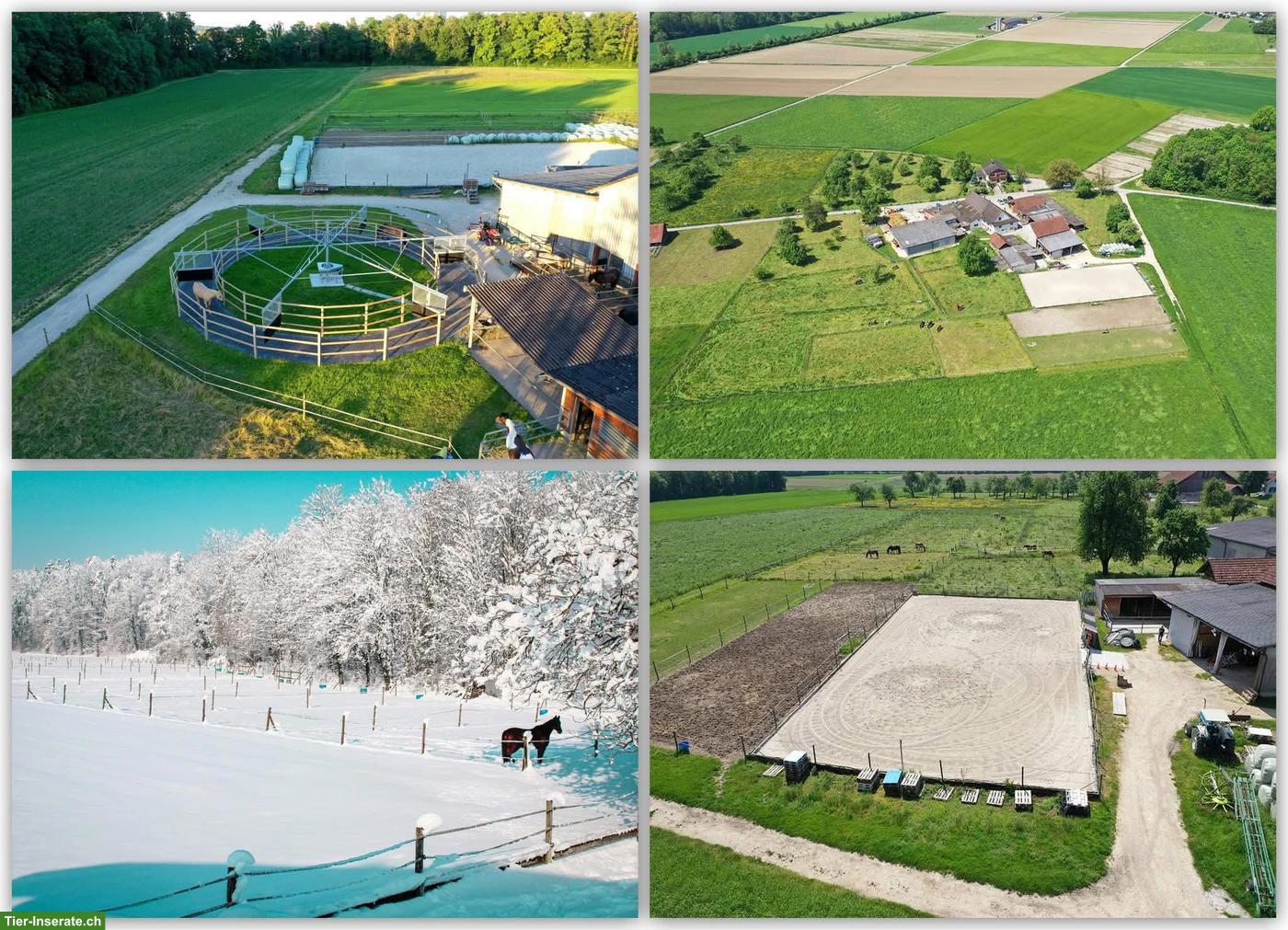 Auslaufboxe frei in Pferdepension, 8570 Weinfelden im Thurgau