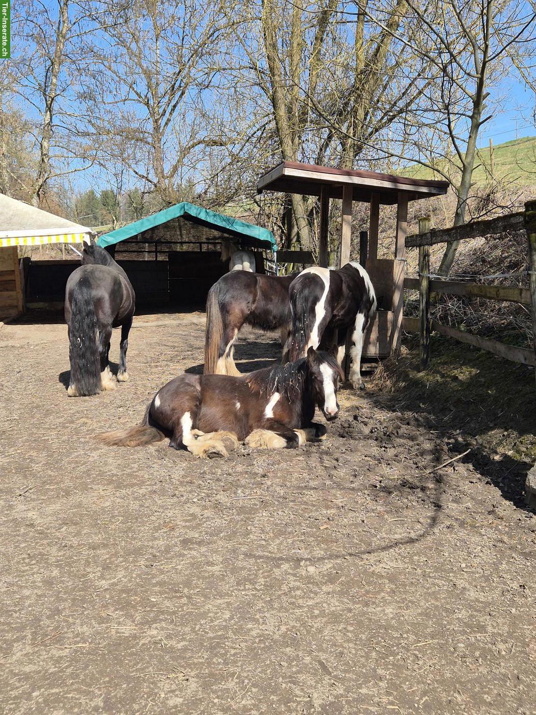 Suchen Pferdehof/Bauernhof mit Pferdehaltung im TG, SG, AG, LU, ZH