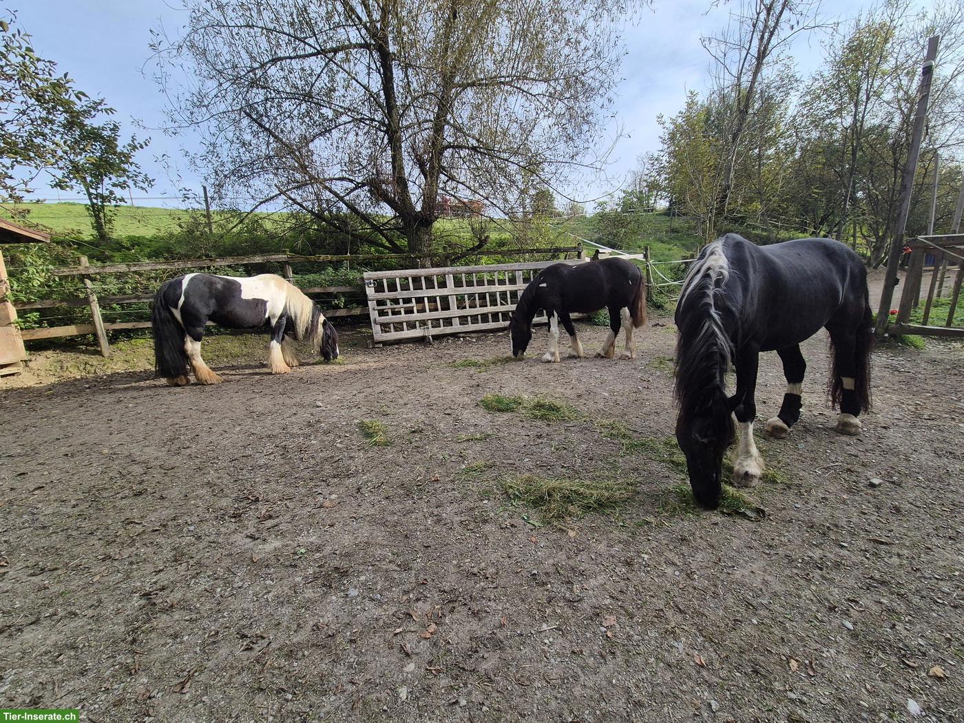 Bild 2: Suchen Pferdehof/Bauernhof mit Pferdehaltung im TG, SG, AG, LU, ZH