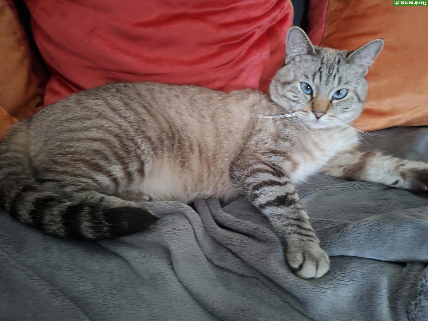 Simba, ein lieber 4-jähriger BKH/BLH Kater sucht neues Zuhause