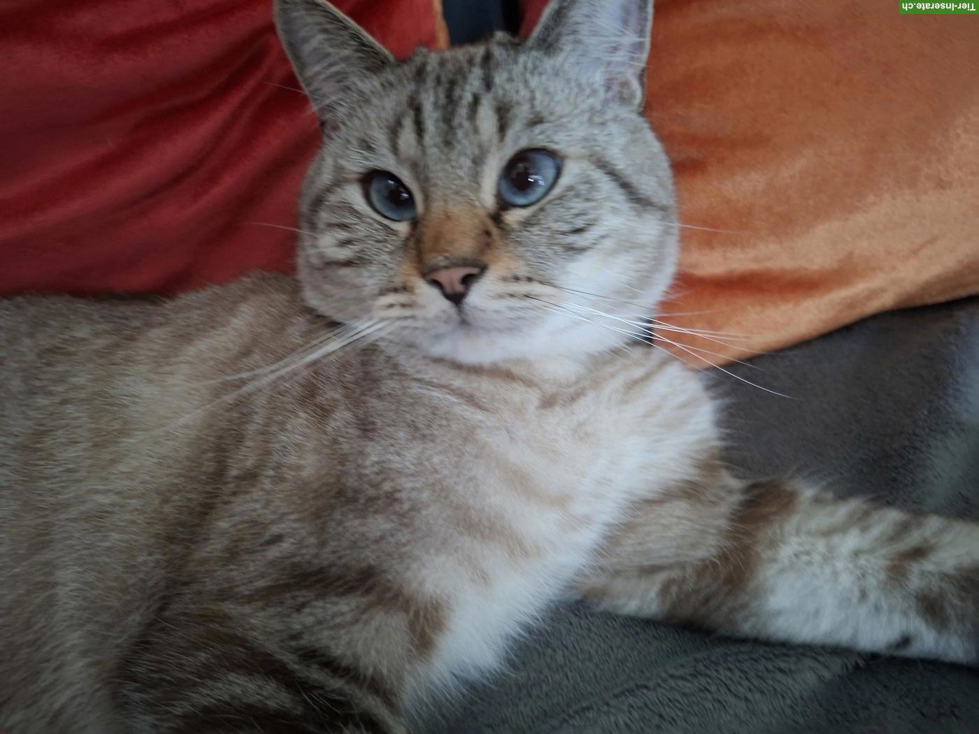 Bild 2: Simba, ein lieber 4-jähriger BKH/BLH Kater sucht neues Zuhause