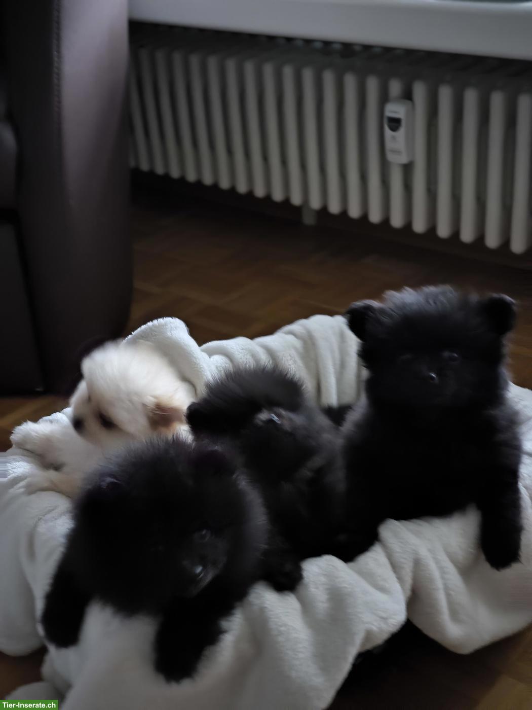 Zwergspitz Welpen, weiblich und männlich