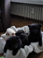 Zwergspitz Welpen, weiblich und männlich