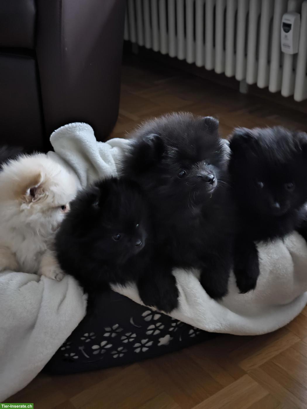 Bild 2: Zwergspitz Welpen, weiblich und männlich