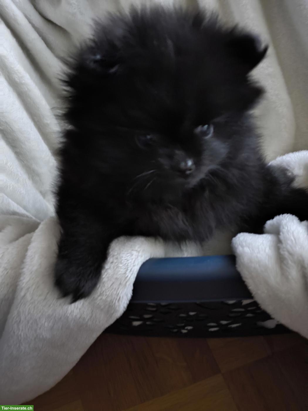 Bild 3: Zwergspitz Welpen, weiblich und männlich