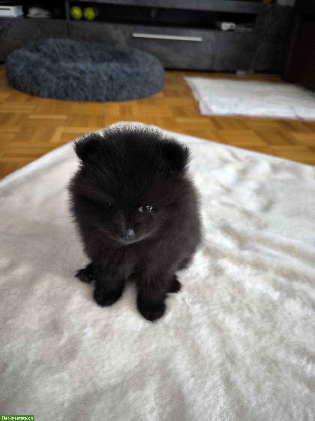 Bild 4: Zwergspitz Welpen, weiblich und männlich