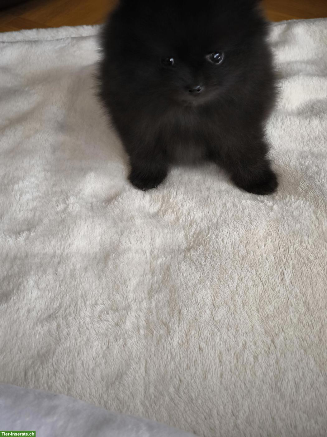 Bild 5: Zwergspitz Welpen, weiblich und männlich