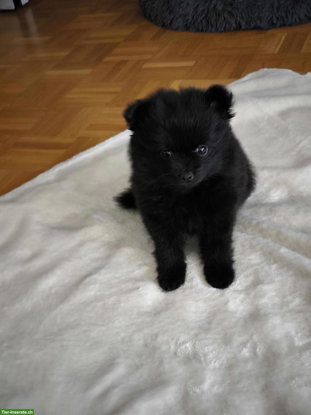 Bild 6: Zwergspitz Welpen, weiblich und männlich