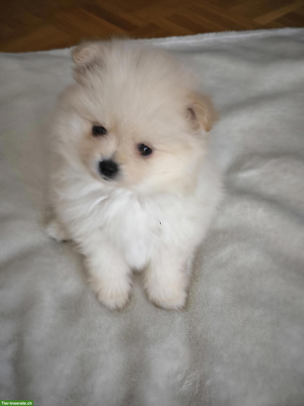 Bild 7: Zwergspitz Welpen, weiblich und männlich