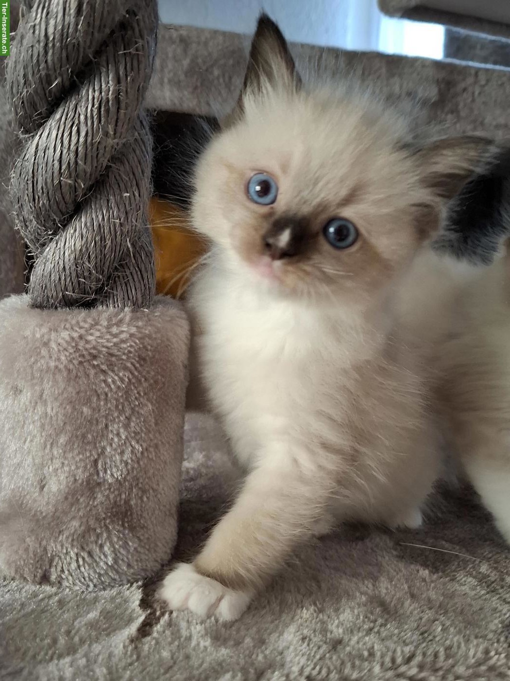 Ragdoll Kitten mit blauen Augen