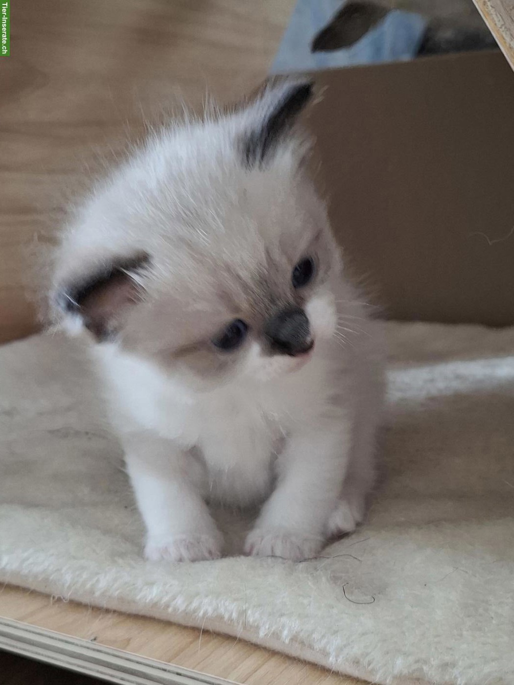 Bild 2: Ragdoll Kitten mit blauen Augen