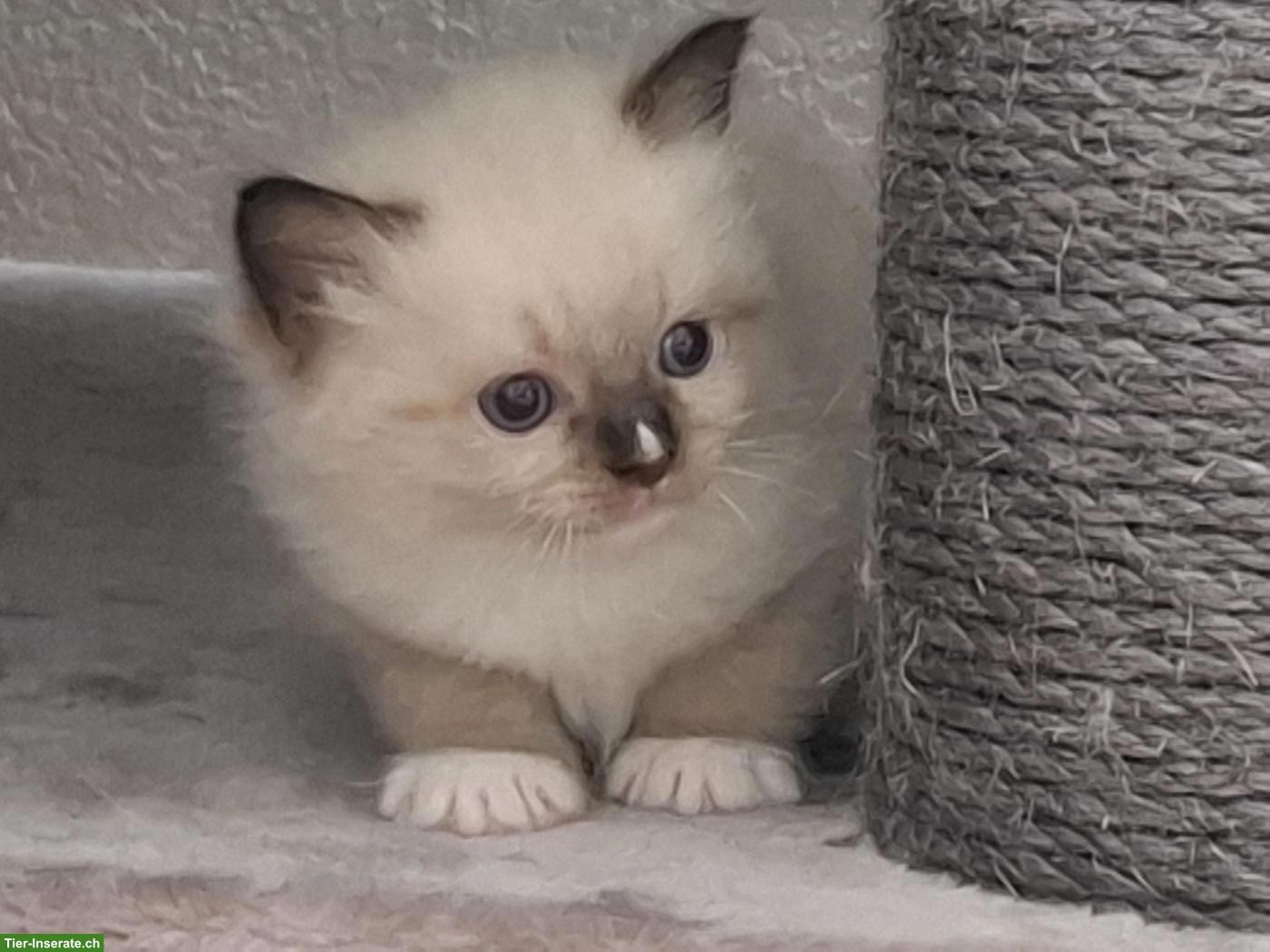Bild 3: Ragdoll Kitten mit blauen Augen