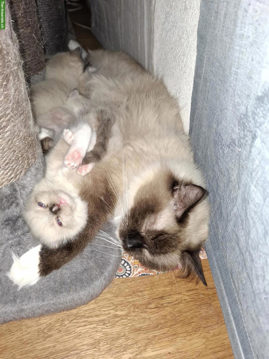 Bild 4: Ragdoll Kitten mit blauen Augen