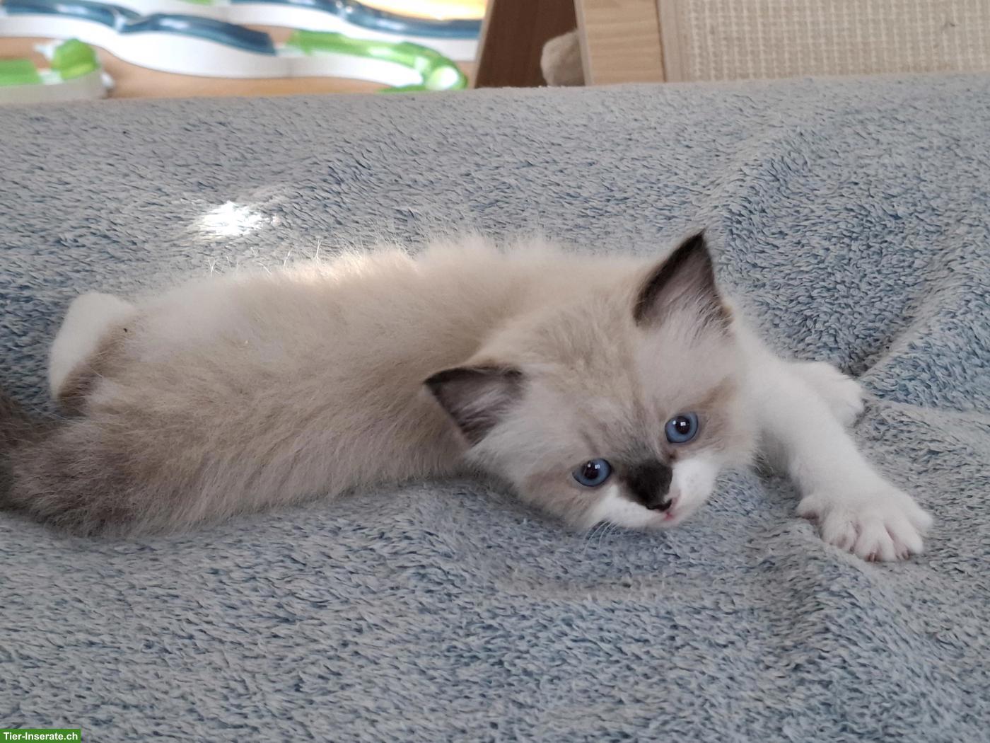 Bild 6: Ragdoll Kitten mit blauen Augen