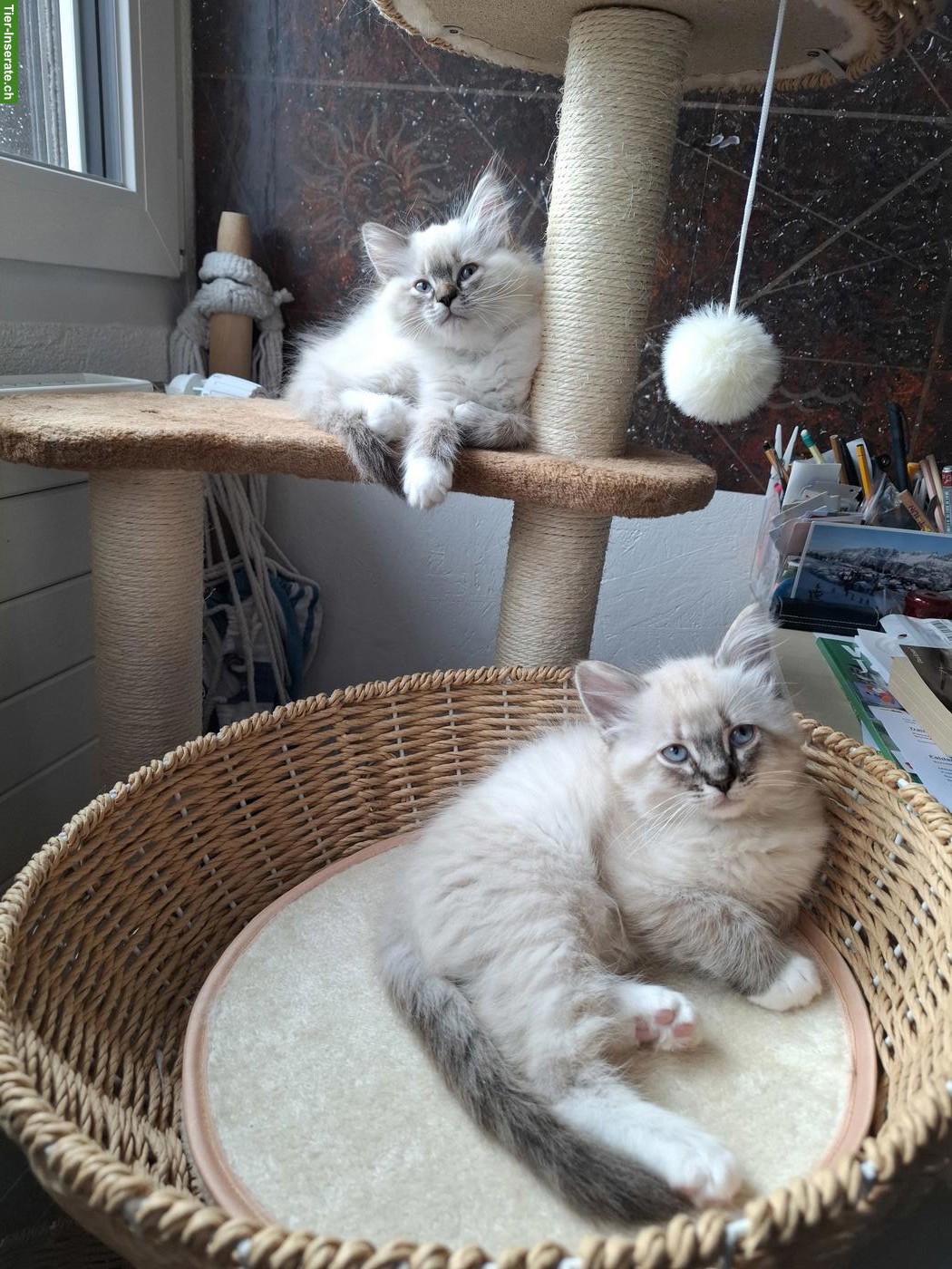 Bild 8: Ragdoll Kitten mit blauen Augen