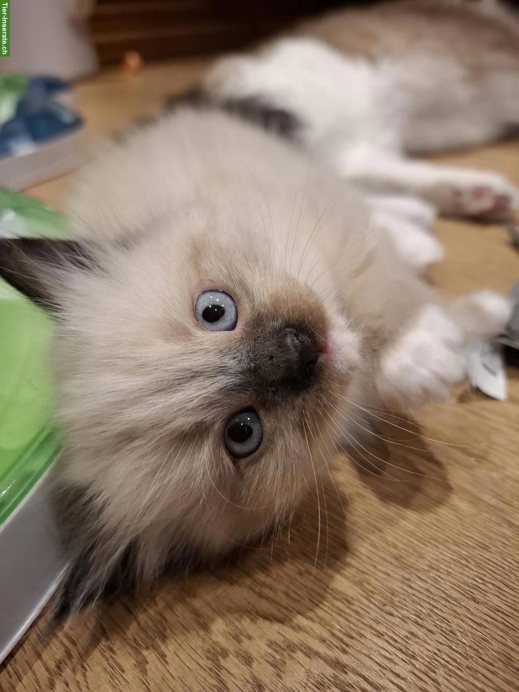Bild 9: Ragdoll Kitten mit blauen Augen