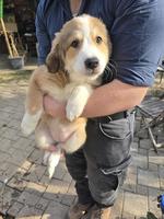 Hundewelpen Mischlinge, Rüden und Hündin