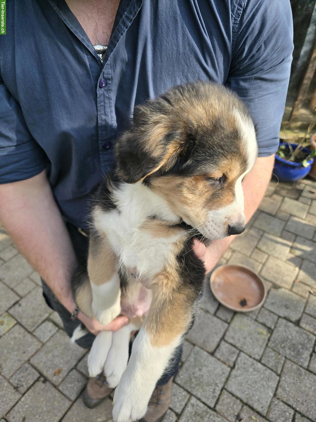 Bild 2: Hundewelpen Mischlinge, Rüden und Hündin