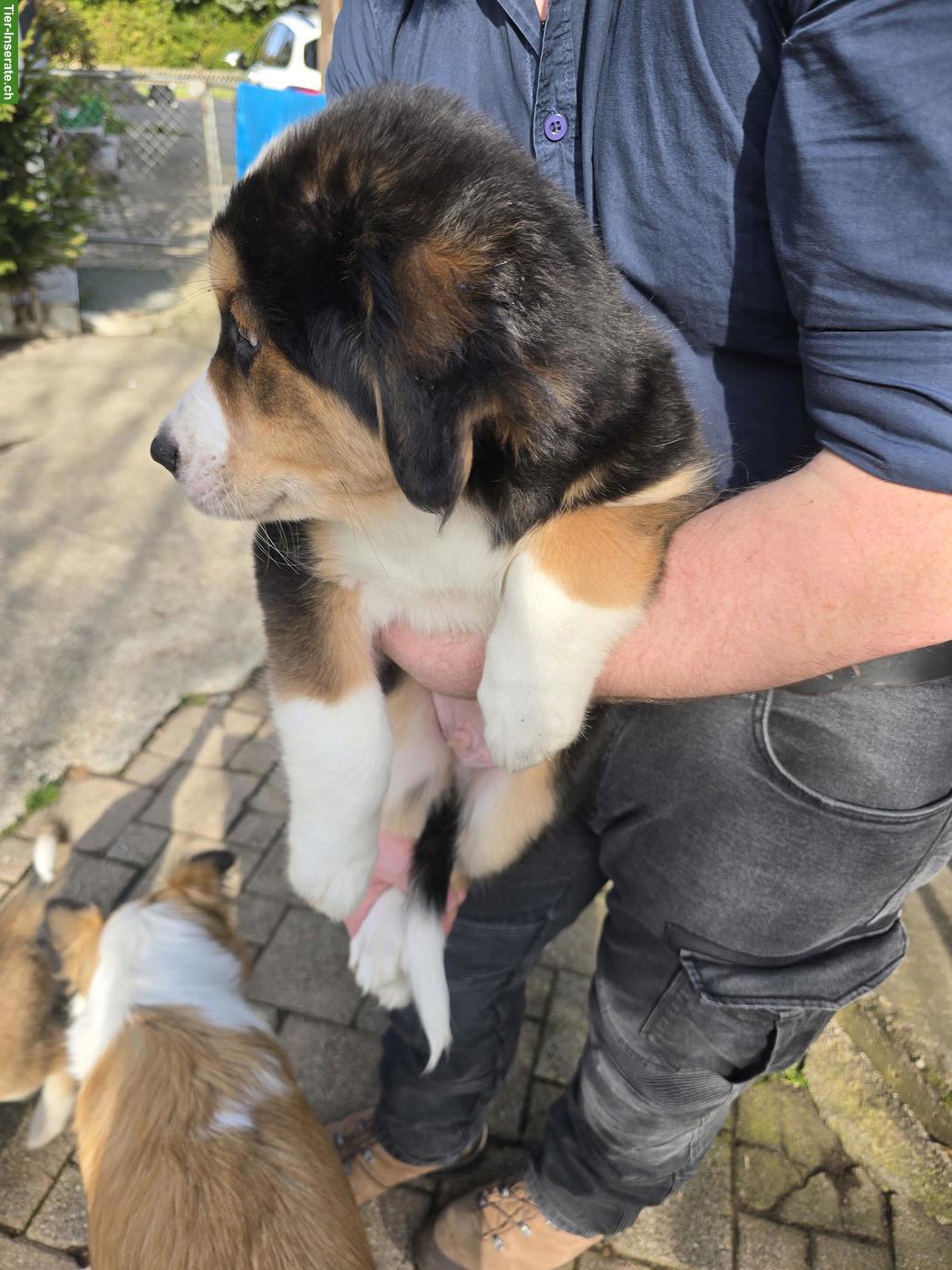 Bild 3: Hundewelpen Mischlinge, Rüden und Hündin