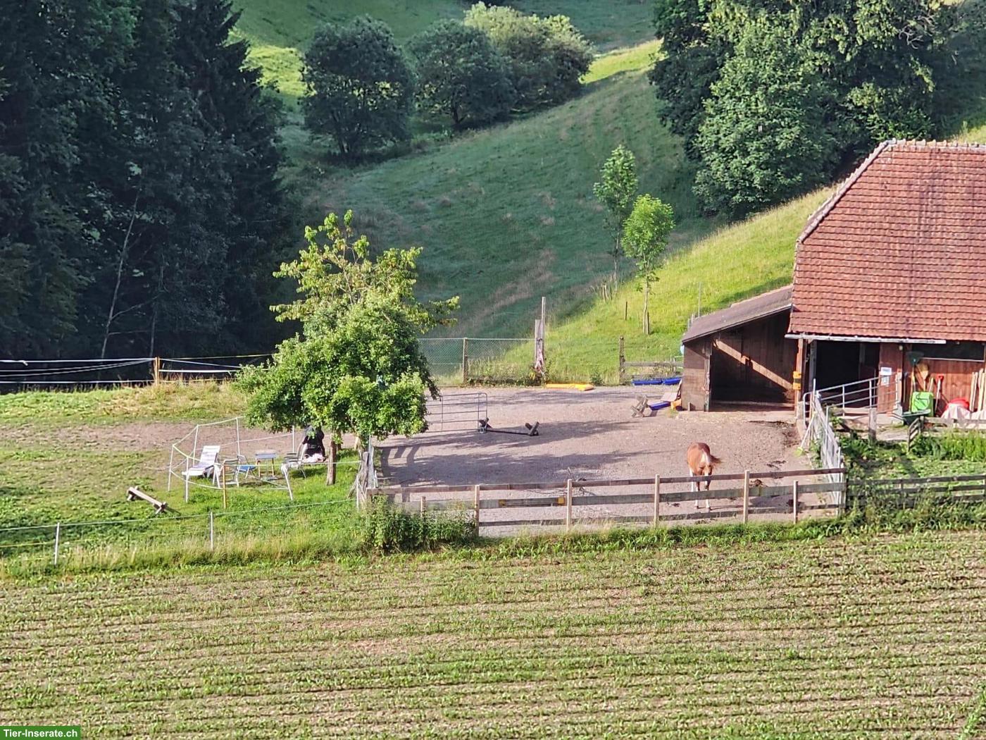 Pferdestall und Weide in Wynigen BE zu vermieten