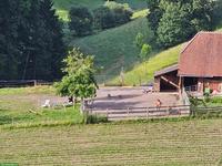 Pferdestall und Weide in Wynigen BE zu vermieten