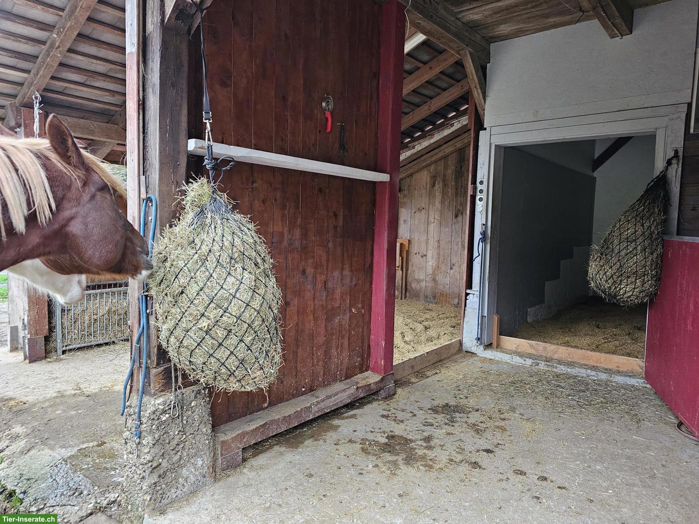 Bild 2: Pferdestall und Weide in Wynigen BE zu vermieten