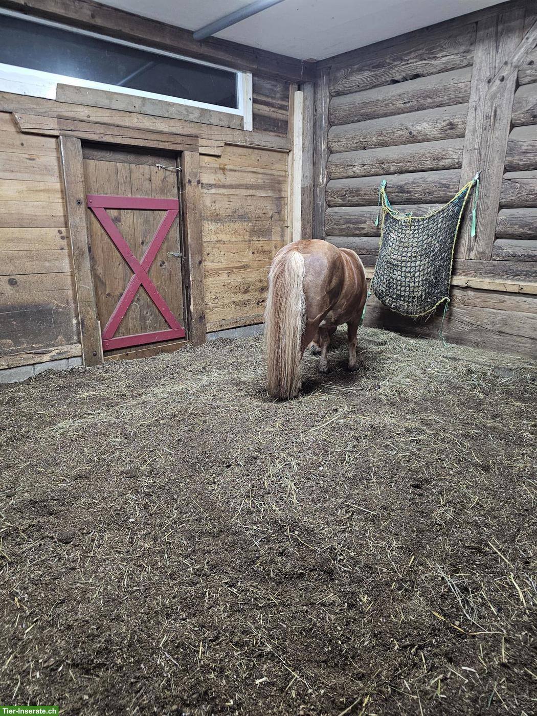 Bild 3: Pferdestall und Weide in Wynigen BE zu vermieten